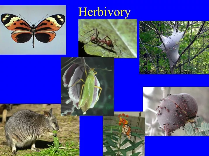 herbivory