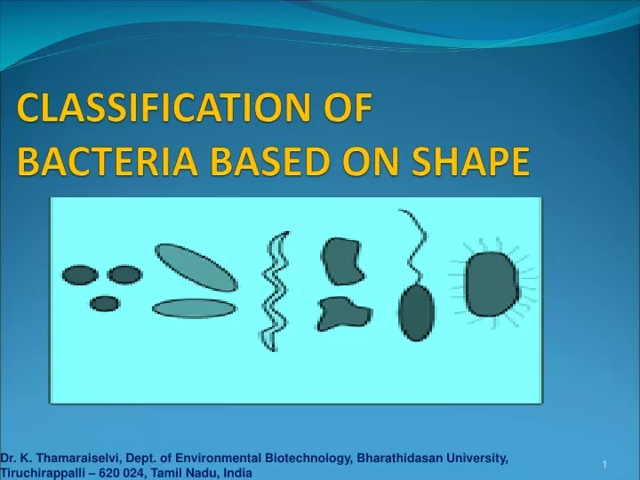 classification of bacteria based on shape