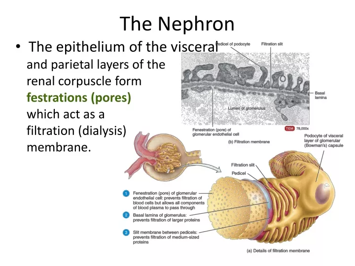 the nephron