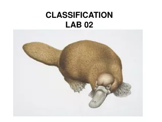 CLASSIFICATION LAB 02