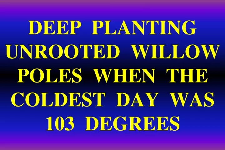 deep planting unrooted willow poles when the coldest day was 103 degrees