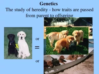 Genetics 				         The study of heredity - how traits are passed from parent to offspring