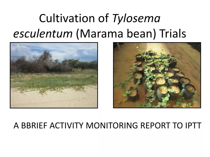 cultivation of tylosema esculentum marama bean trials