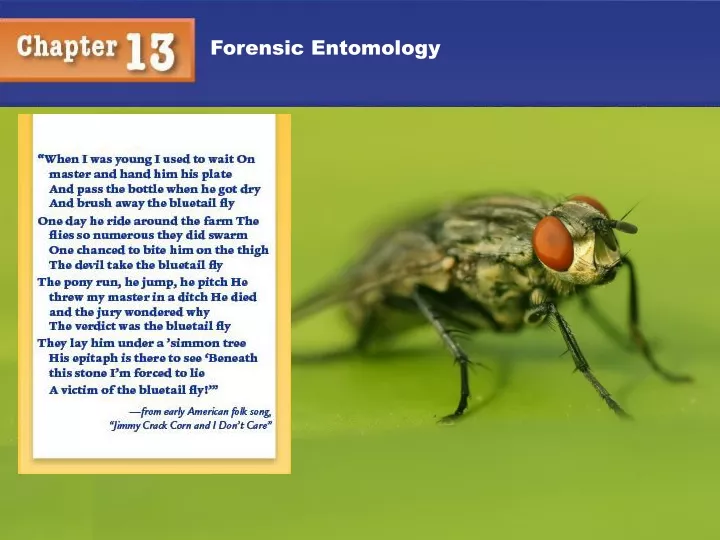 forensic entomology