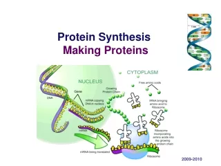Protein Synthesis  Making Proteins