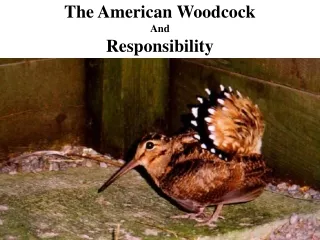 The American Woodcock And Responsibility