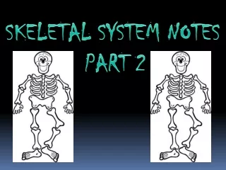 SKELETAL SYSTEM NOTES      	        PART 2