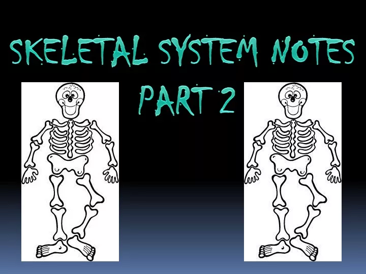 skeletal system notes part 2