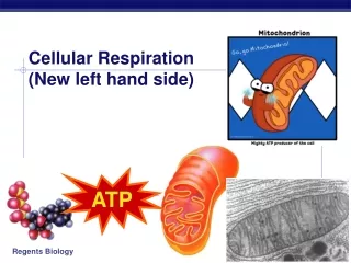 Cellular Respiration   (New left hand side)