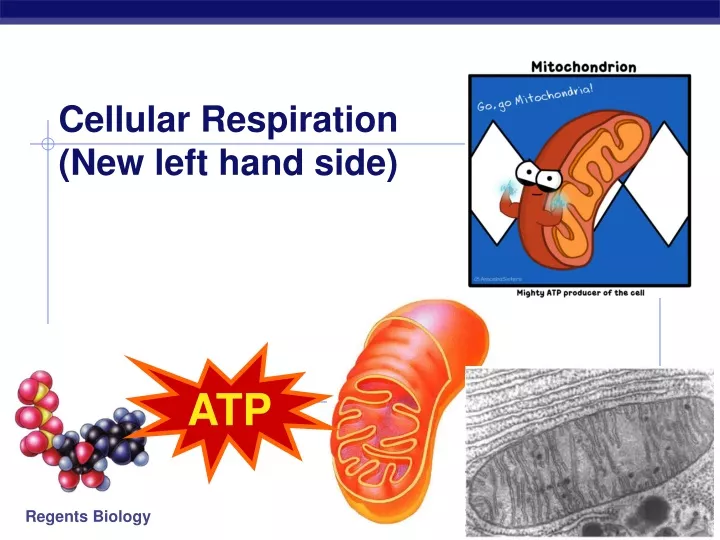 cellular respiration new left hand side