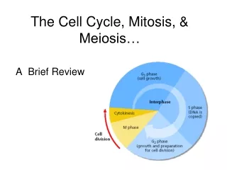 The Cell Cycle, Mitosis, &amp; Meiosis…