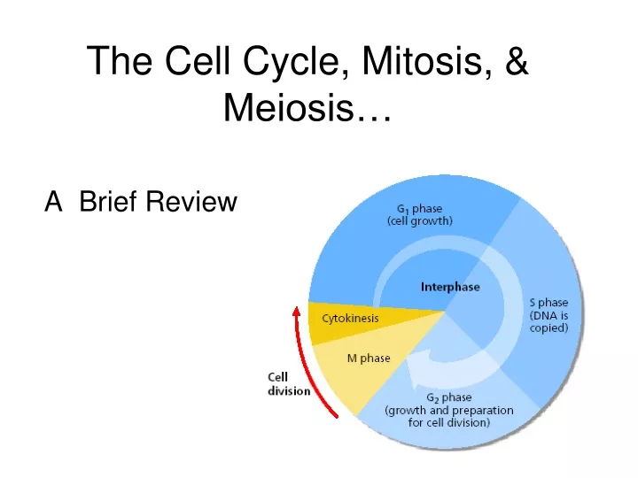 the cell cycle mitosis meiosis