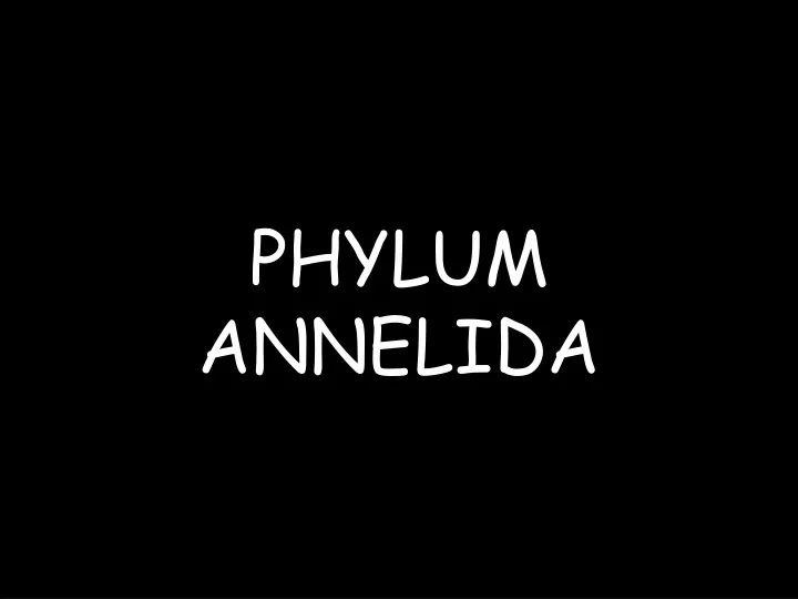 phylum annelida