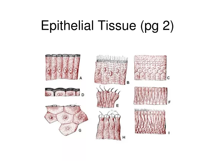 epithelial tissue pg 2