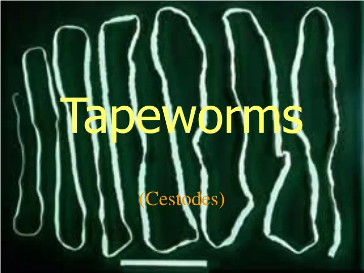 tapeworms