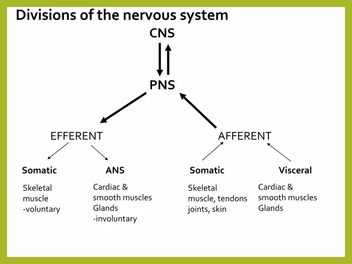 divisions of the nervous system