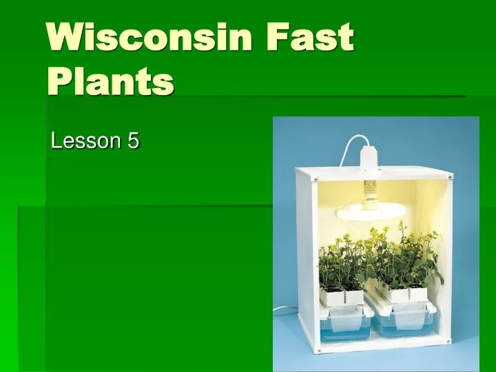wisconsin fast plants