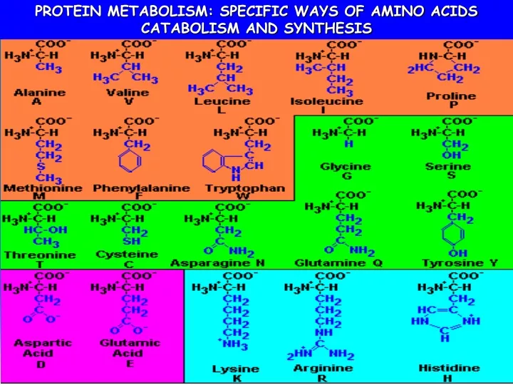 protein metabolism specific ways of amino acids