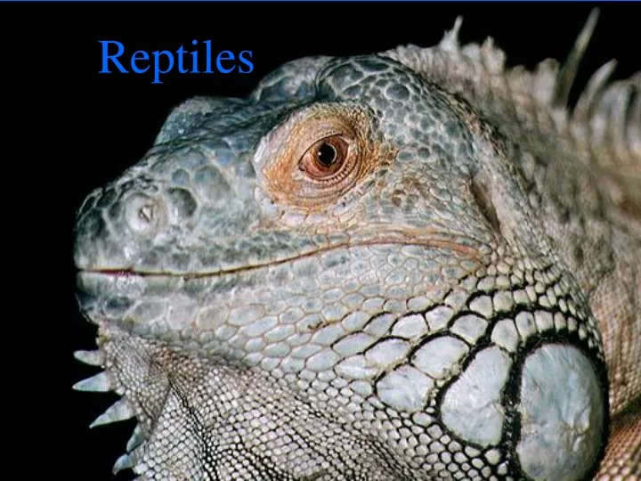 reptiles