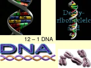 12 – 1 DNA