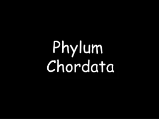 Phylum  Chordata