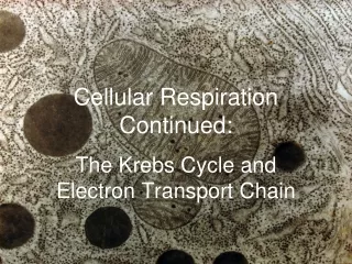 Cellular Respiration Continued: