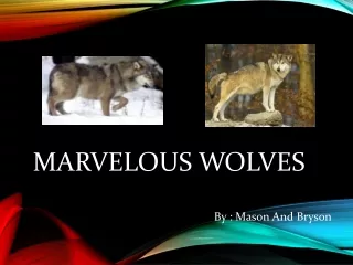 Marvelous Wolves