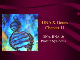 DNA &amp; Genes Chapter 11