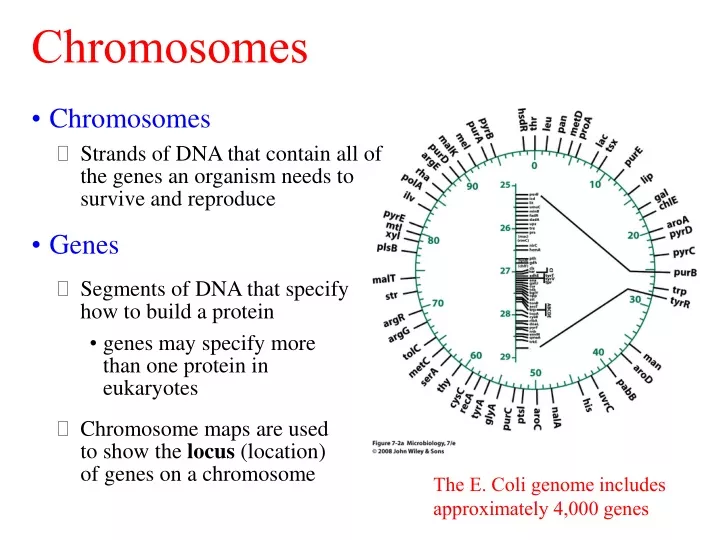 chromosomes