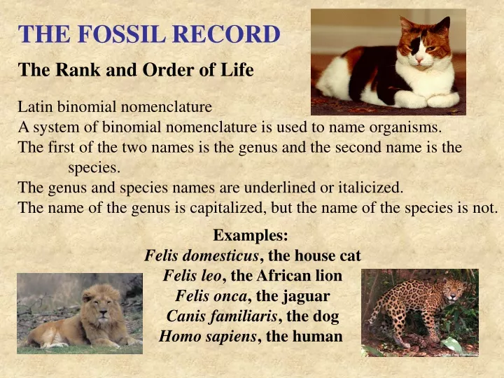 the fossil record