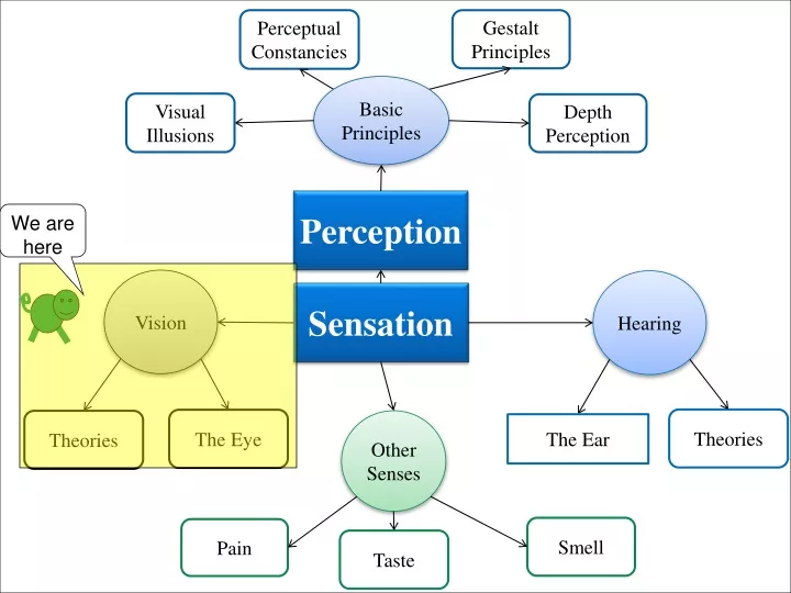 perceptual constancies