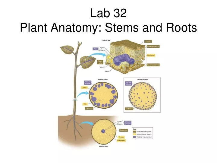 lab 32 plant anatomy stems and roots