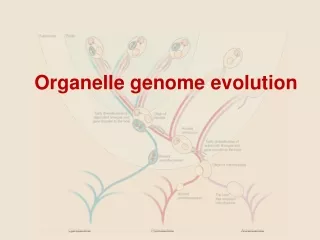 Organelle genome evolution