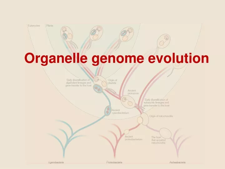 organelle genome evolution