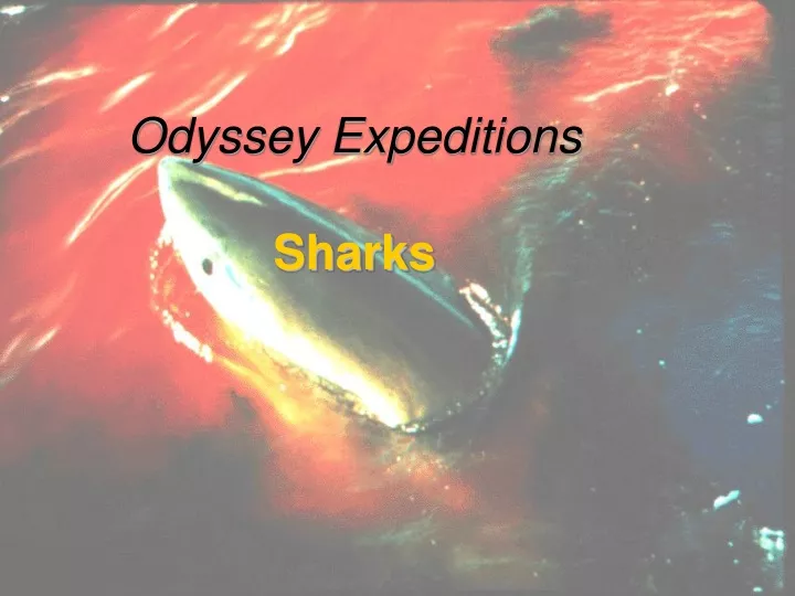 odyssey expeditions sharks