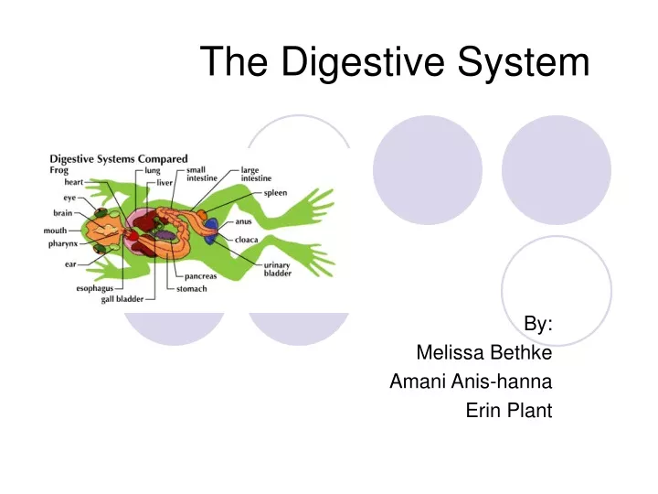 the digestive system