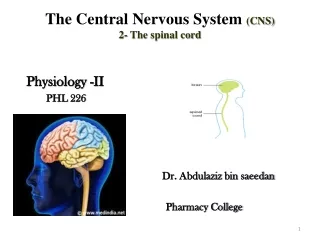 The Central Nervous System  (CNS) 2- The spinal cord