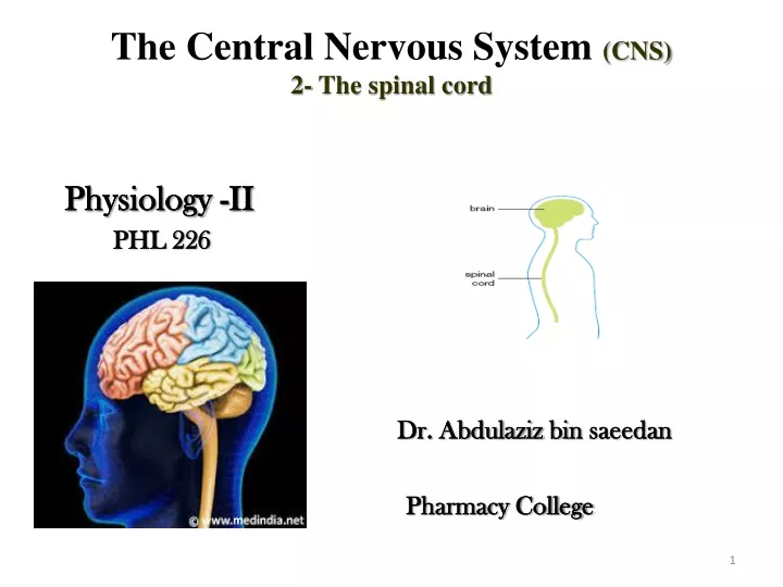 the central nervous system cns 2 the spinal cord
