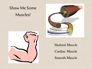 Show Me Some Muscles!