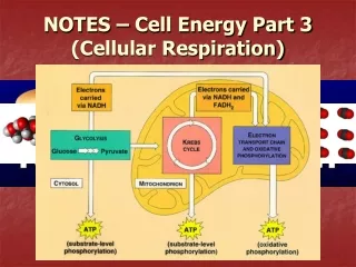 NOTES – Cell Energy Part 3 (Cellular Respiration)