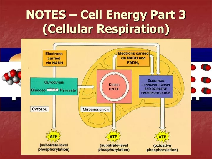 notes cell energy part 3 cellular respiration