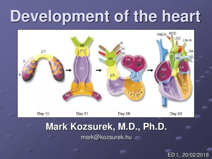 development of the heart