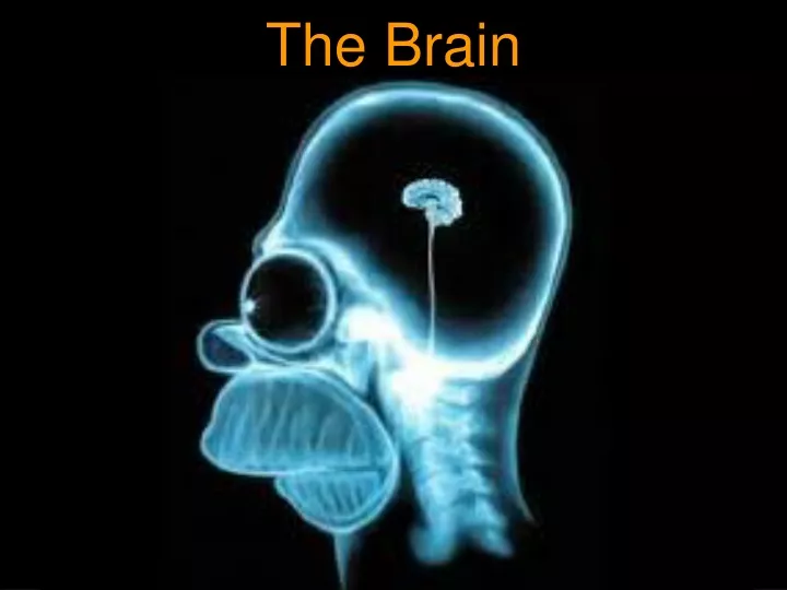 the brain