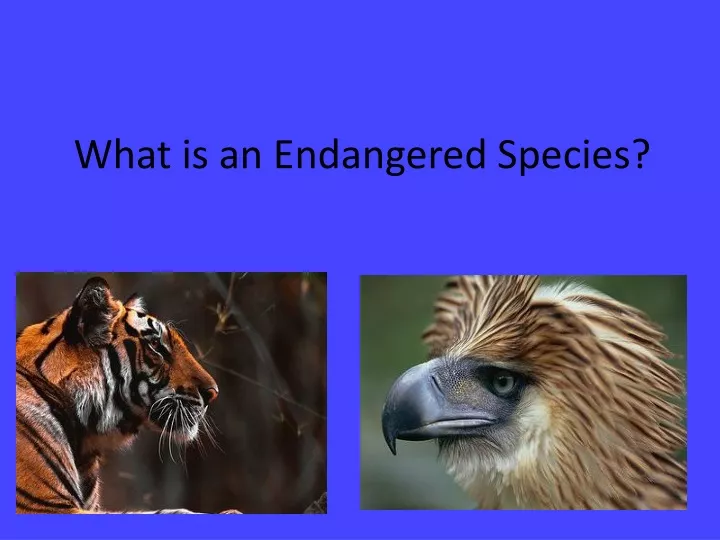 what is an endangered species