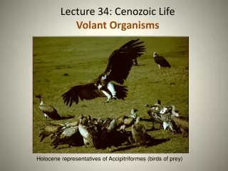 Lecture  34 : Cenozoic Life Volant Organisms