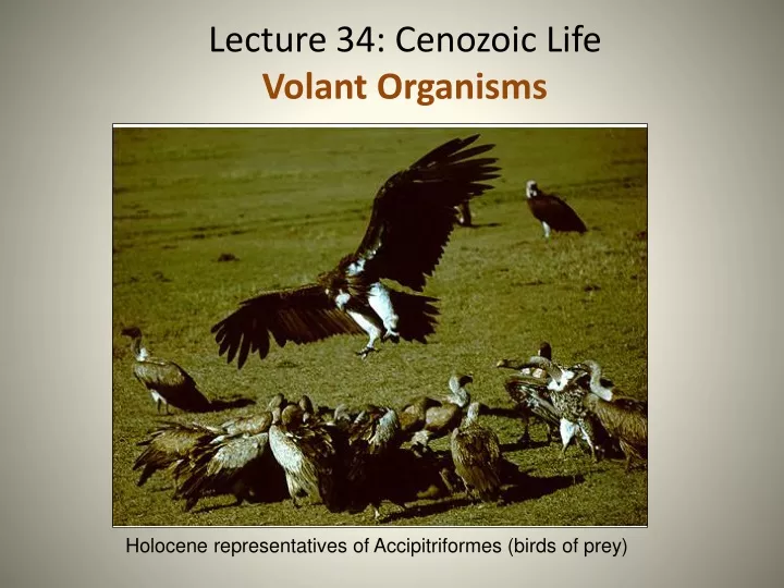 lecture 34 cenozoic life volant organisms