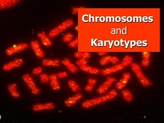 Chromosomes  and Karyotypes