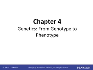 Chapter 4 Genetics: From Genotype to Phenotype