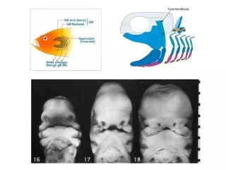 MASTICATORY MUSCLES