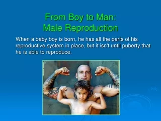 From Boy to Man: Male Reproduction